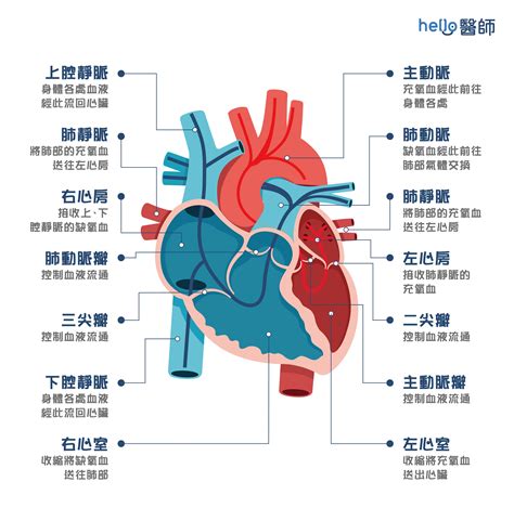 心臟位置圖|人體解剖學/心臟概況